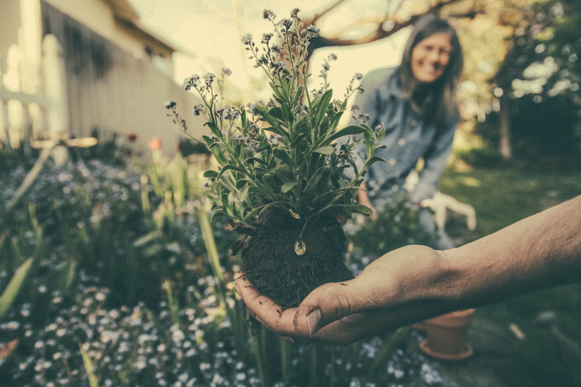 Transplanting a plant
