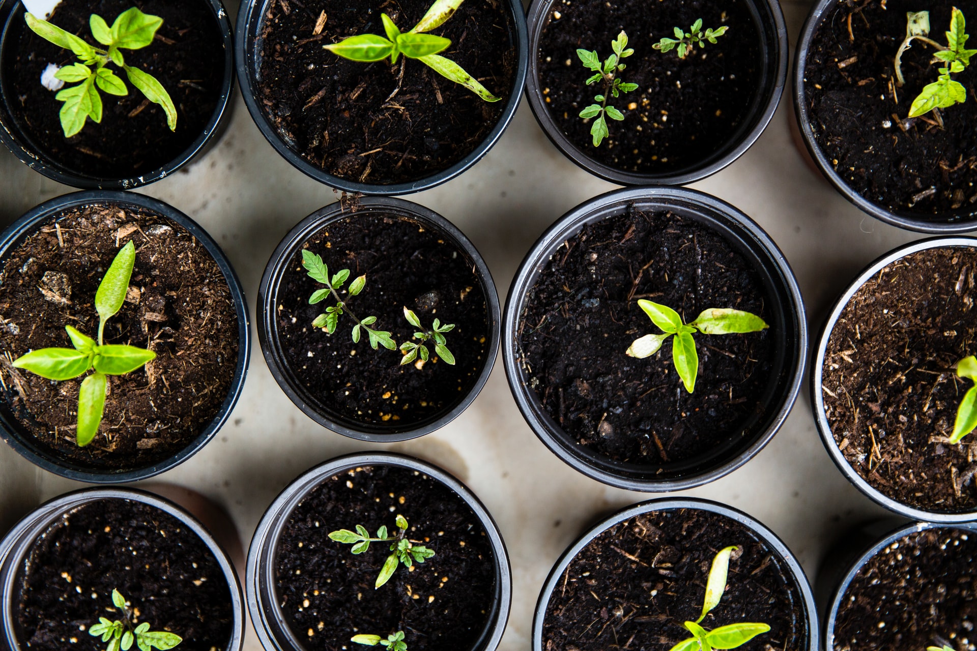 Seedlings in small cups