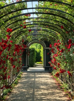 Walkway lined with roses