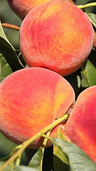Peaches