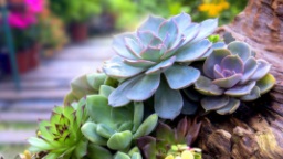 Succulents outside