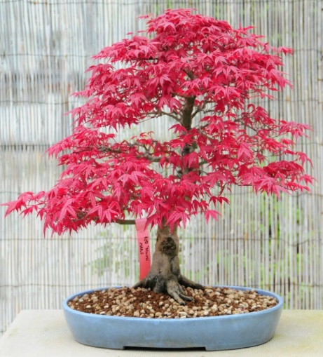 Japanese Bonzai Tree